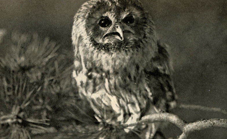   (Strix aluco)