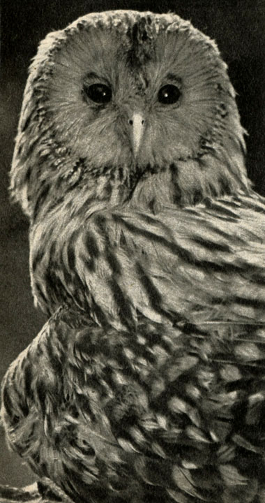   (Strix uralensis)