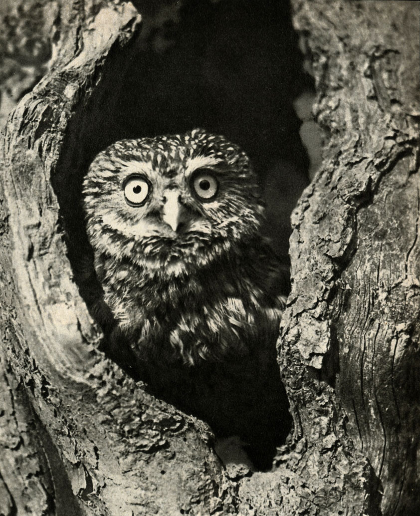    (Athene noctua)