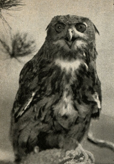   (Bubo bubo)