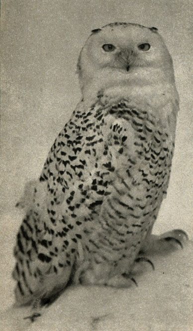 ,  ,  (Nyctea scandiaca)