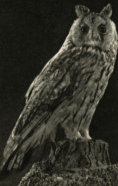   (Asio otus)