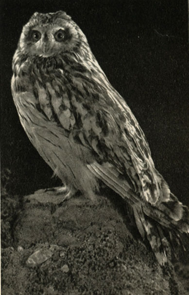   (Asio flammeus)