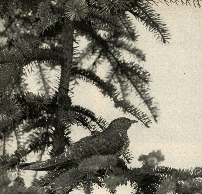   (Cuculus canorus)