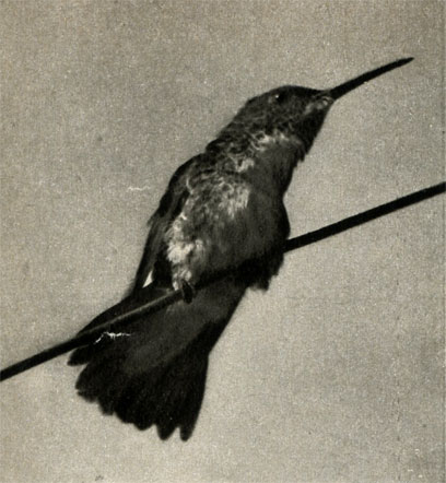   (Mellisuga minima)