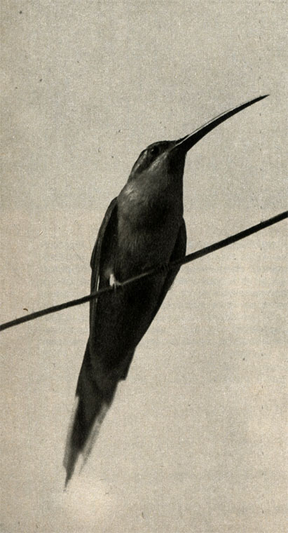   (Phaetornis griseigularis)