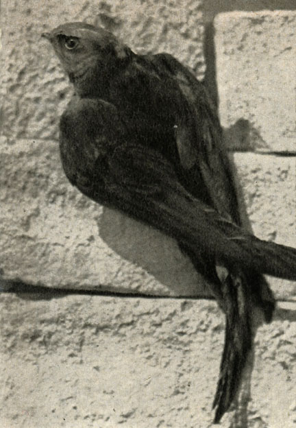   (Micropus apus = Apus apus)