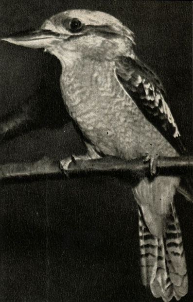  ,   (Dacelo novaguineae = D. gigas)