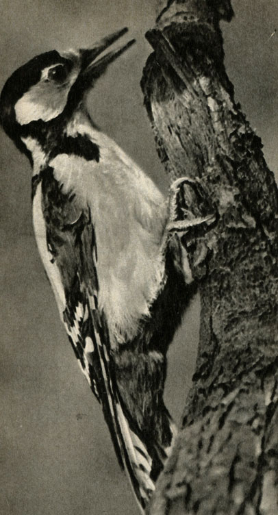    (Dendrocopus major)