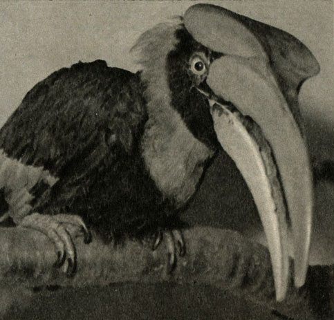 ,     (Buceros bicornis)