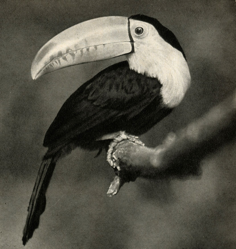   (Rhamphastos carinatus)