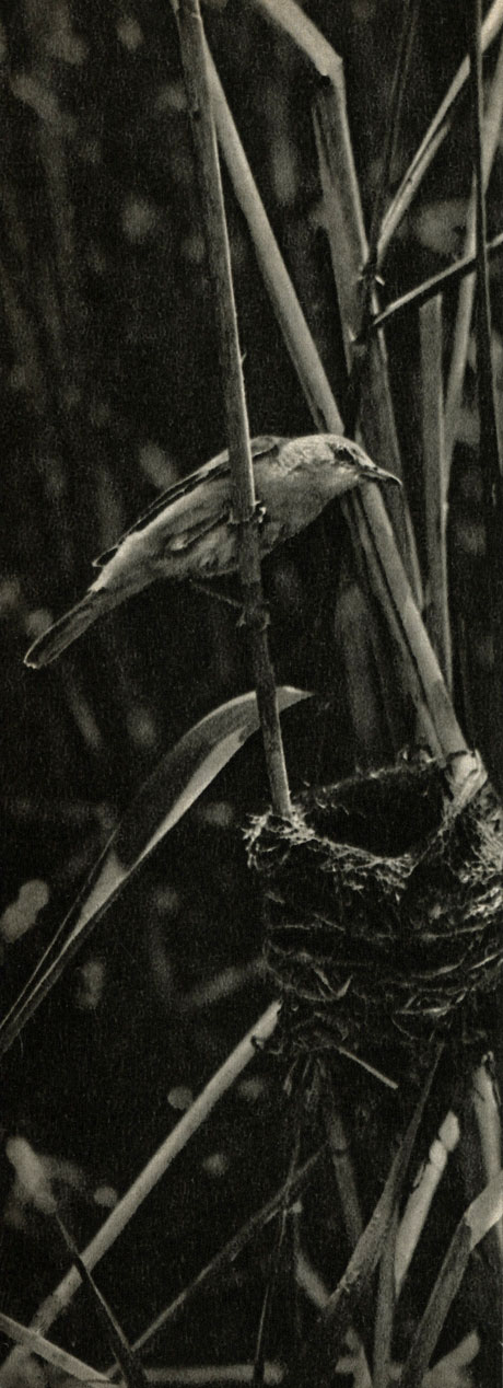   (Acrocephalus scirpaceus)
