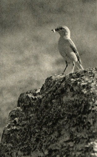   (Oenanthe oenanthe)