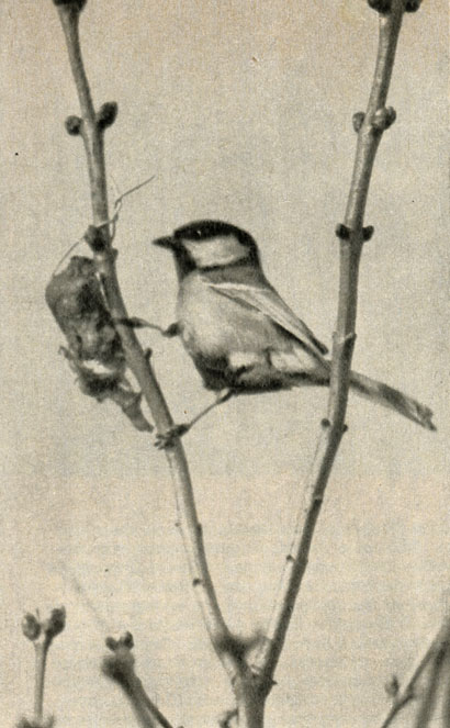   (Parus major)
