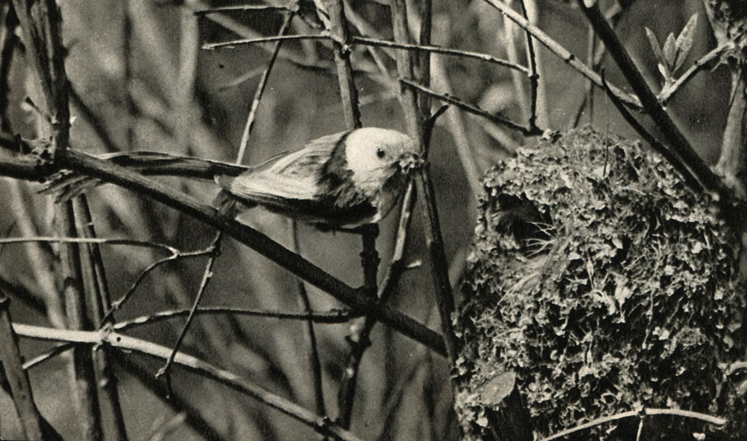  ,   (Aegithalos caudatus)