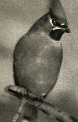  (Bombycilla garrulus)
