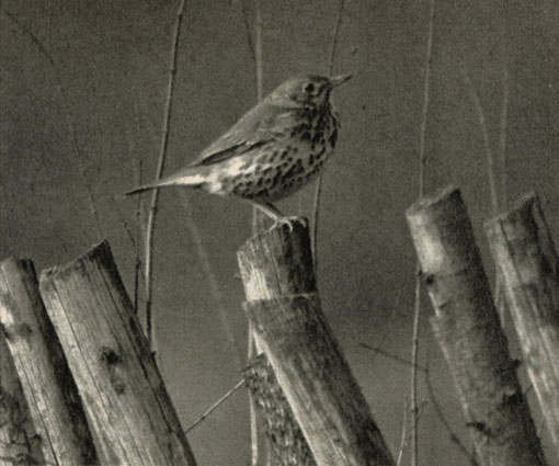   (Tardus philomelos)