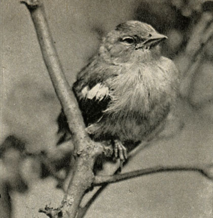  (Fringilla coelebs)