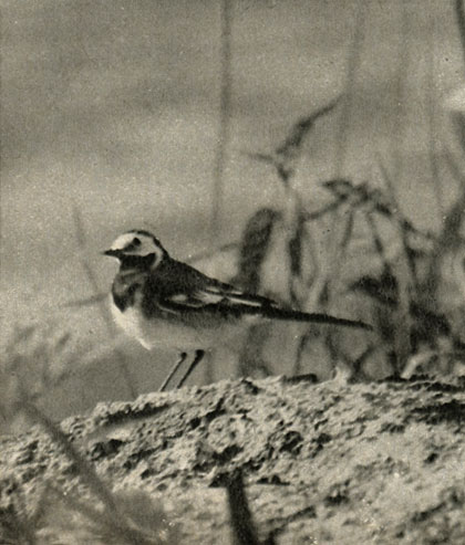   (Motacilla alba)