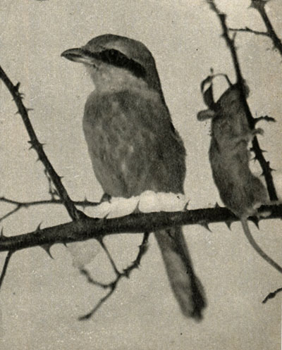   (Lanius excubitor)