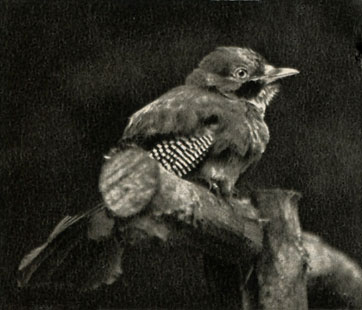  (Garrulus glandarius)