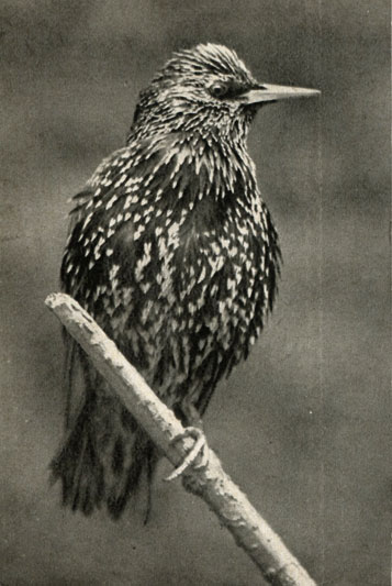   (Sturnus vulgaris)