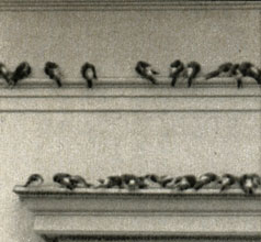    (Delichon urbica)