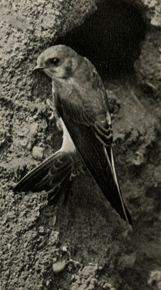   (Riparia riparia)