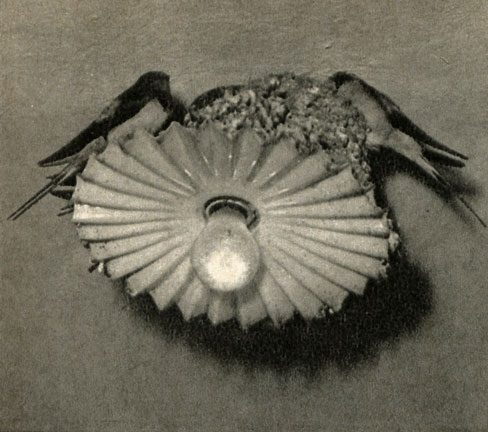   (Hirundo rustica)
