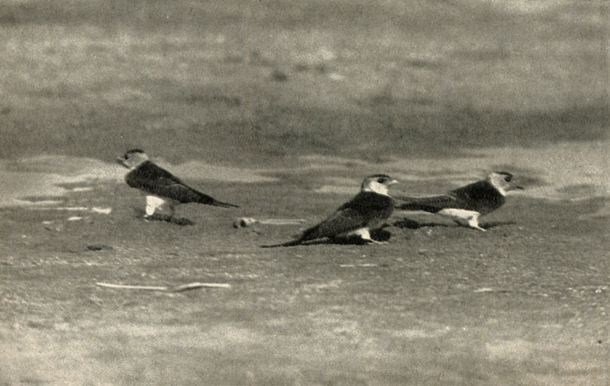  (Hirundo daurica)