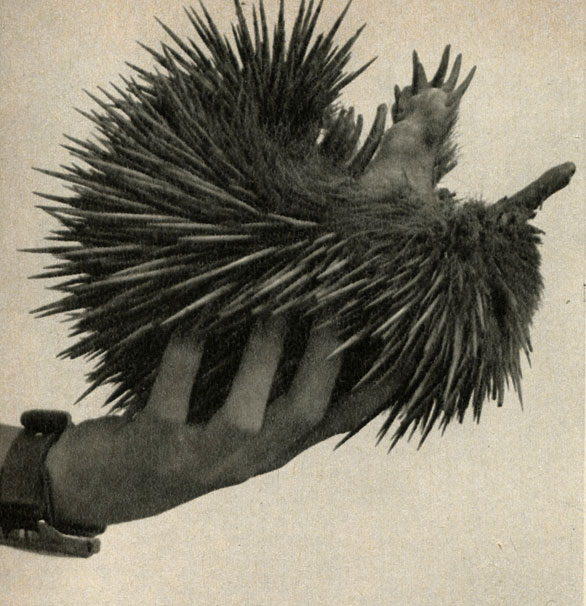  (Tachyglossus aculeatus)