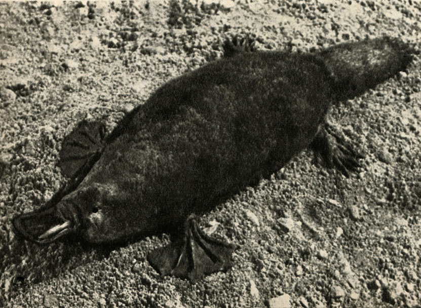  (Ornithorhynchus anatinus)