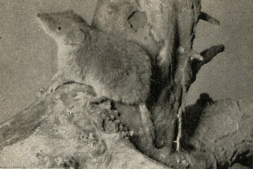   (Crocidura snaveolens)