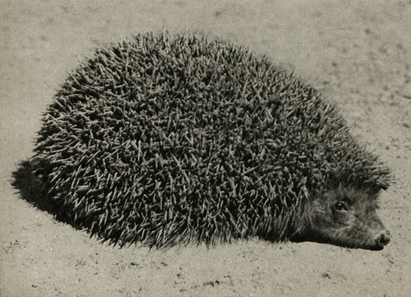   (Erinaceus europaeus)