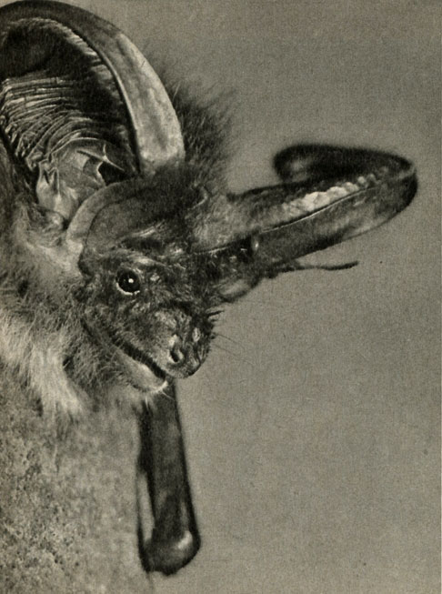  (Piecotus auritus)