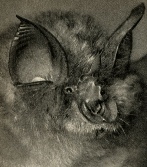    (Rhinolophus hipposideros)