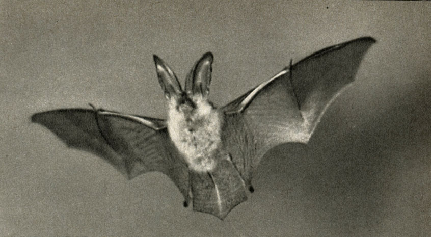   (Rhinolophus hipposideros)