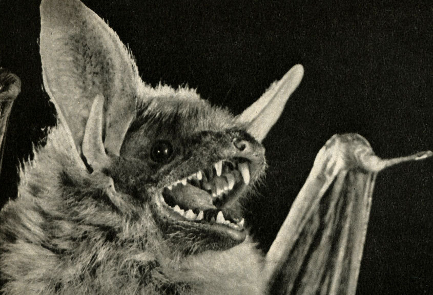    (Myotis myotis)