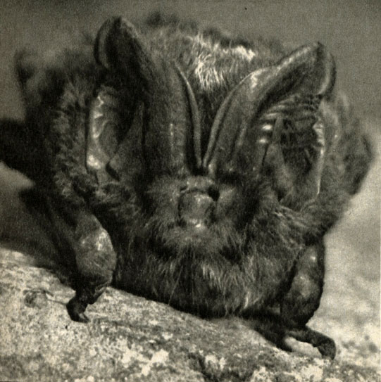    (Barbastella barbastellus)