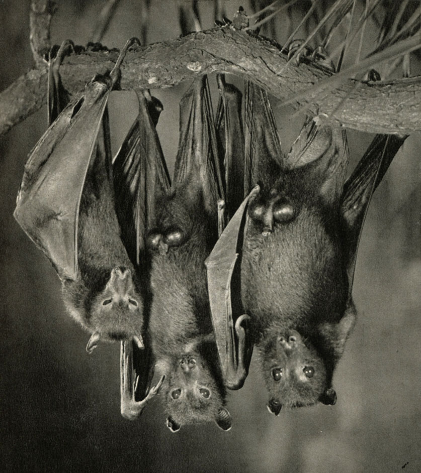  , ,    (Pteropus vampyrus)