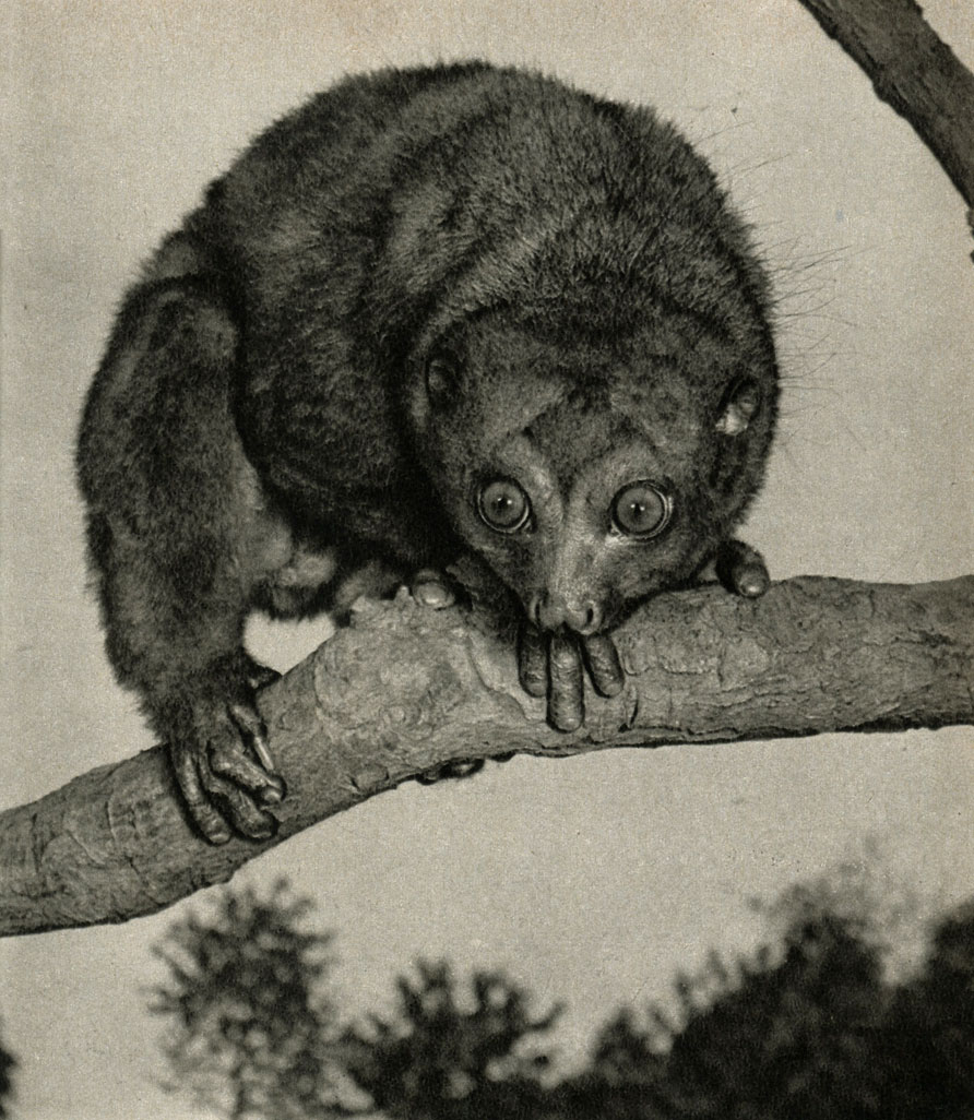  (Perodicticus potto)