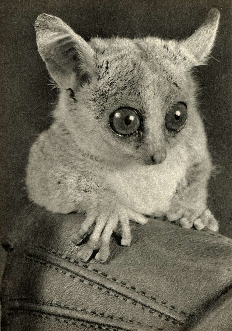   (Galago senegalensis)