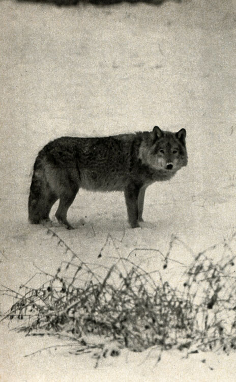  (Canis lupus)