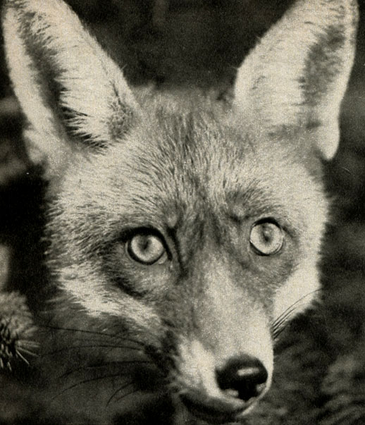   (Vulpes vulpes)