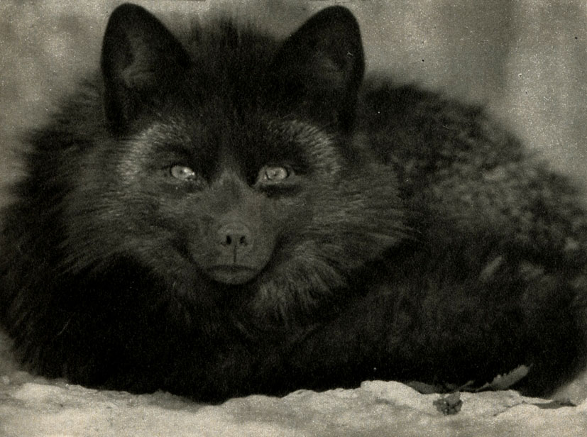 -  (Vulpes vulpes domestica)