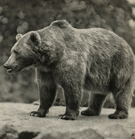   (Ursus arctos)