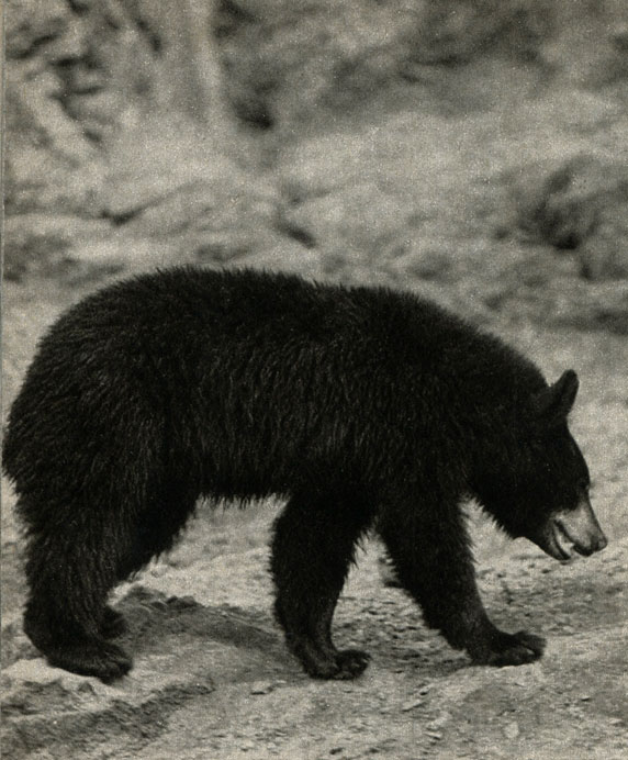   (Ursus = uarctos amertcanus),   