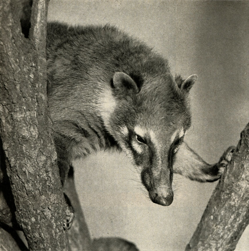 ,  , ,    (Nasus nasua = N. rufa)