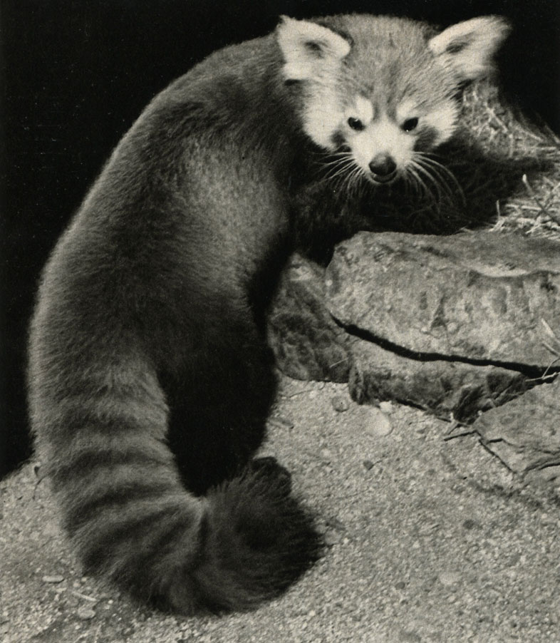  ,    (Ailurus fulgens)