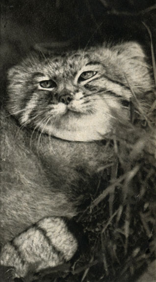  (Felts manul)